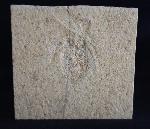 Scarabaeides deperditus GERMAR 1839 - Bild &copy; FossNet FossilienStore